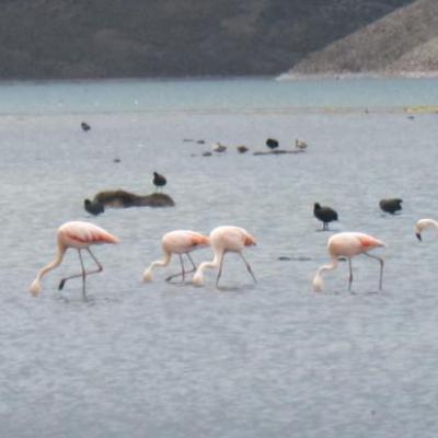 Flamands roses sur le lac Chungara (Parc Lauca)