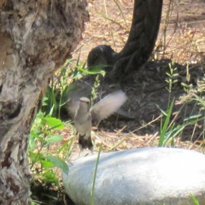 Oiseau-mouche en plein vol à San Miguel